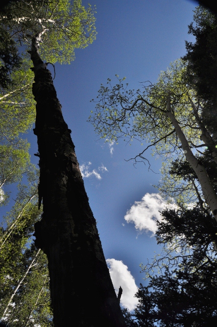 The Priest Gulch Trail